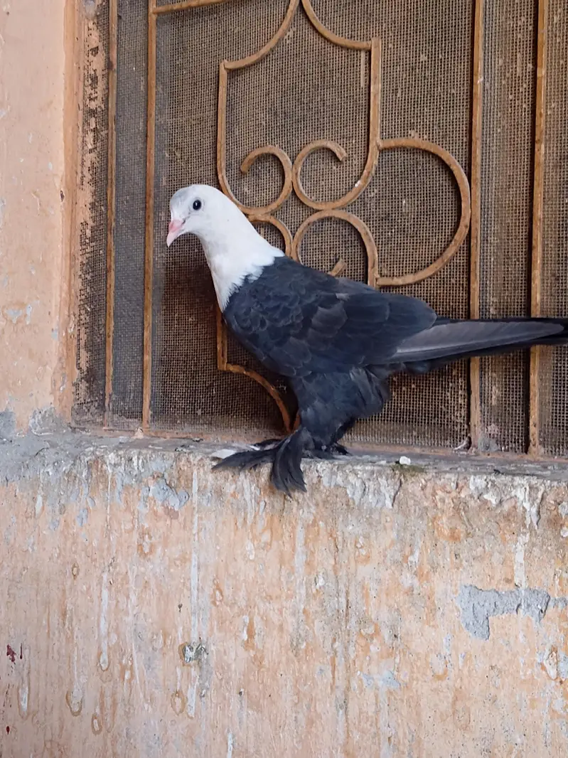 Pigeon — photo 4
