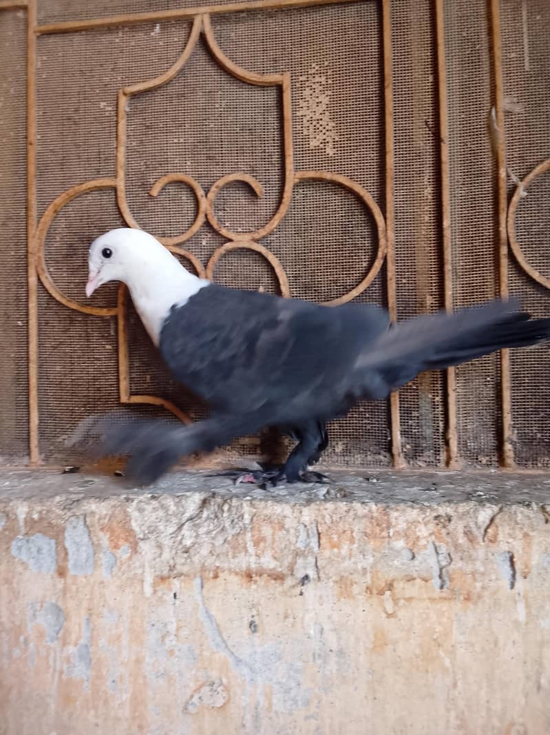 Pigeon 4