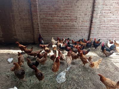 ghr ki Pali hui hens hn  healthy and active