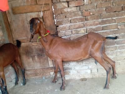 Nagri beetal goat for sale