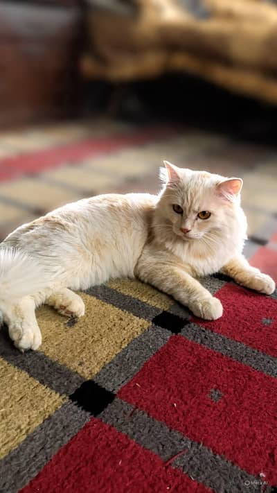 Persian male cat