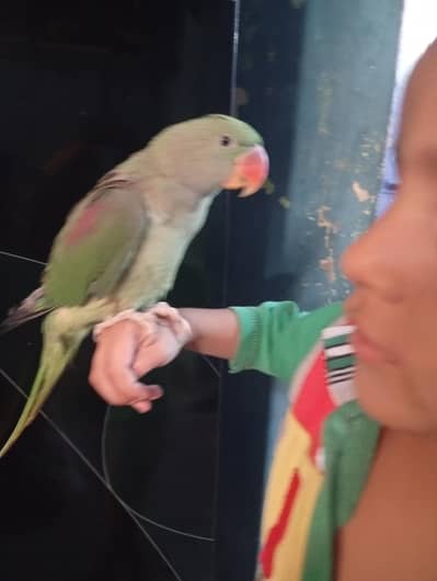 Rao parrot