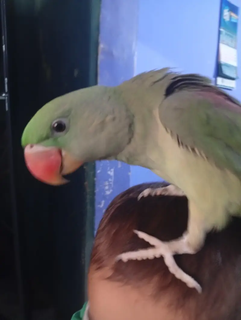 Rao parrot — photo 2