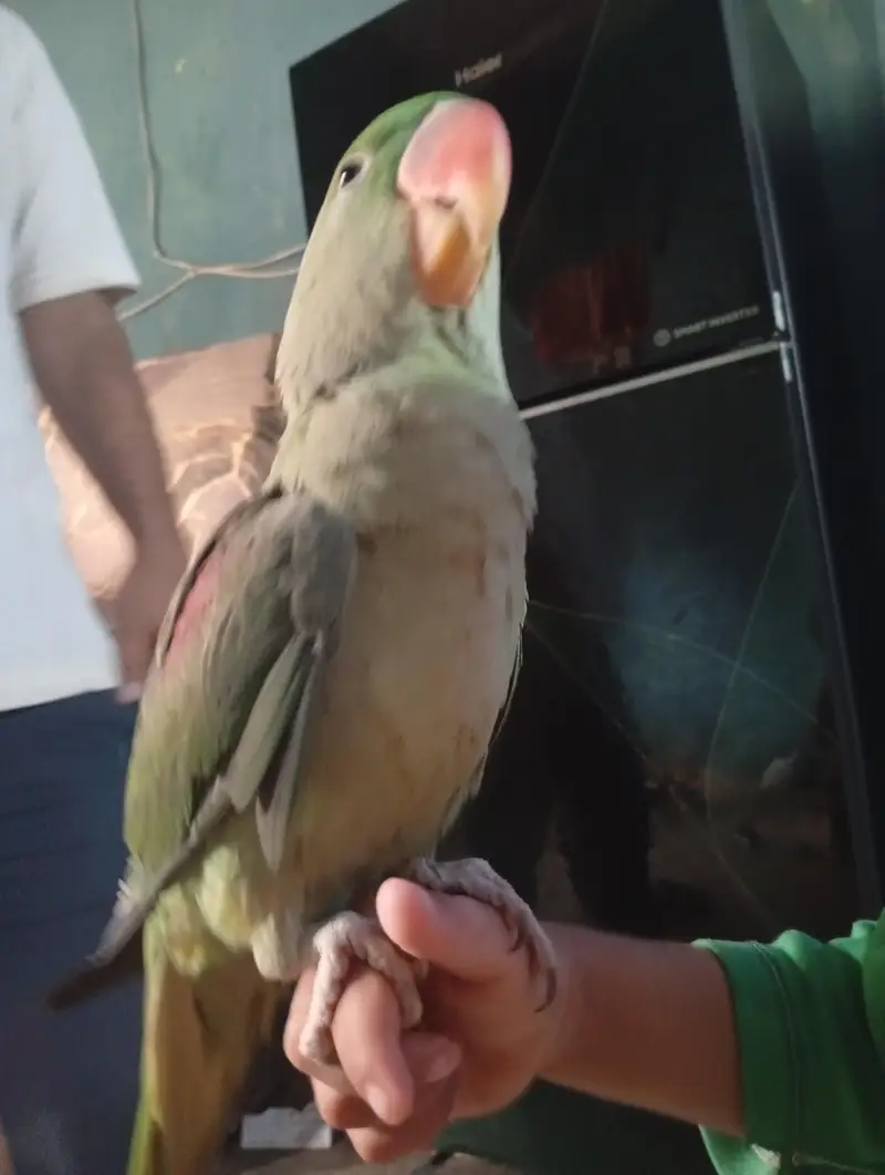 Rao parrot — photo 3