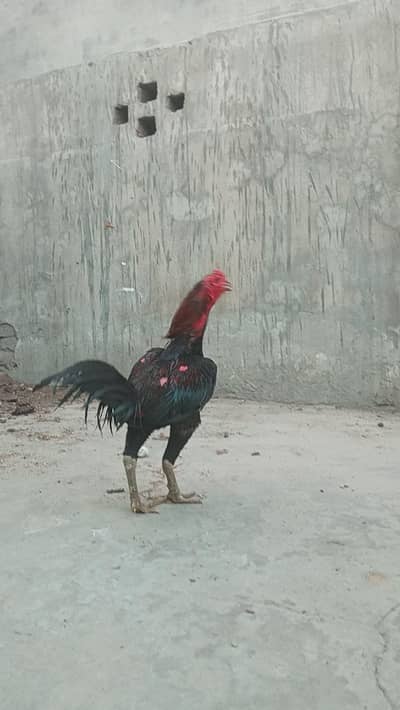 pains or burmi pakkoye checks available
