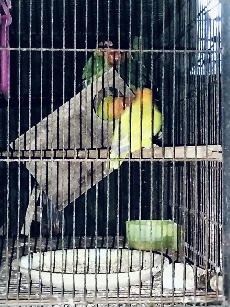 4 portion cage with birds — photo 2