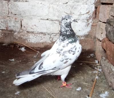 Sialkoti Cheeni Female pigeon