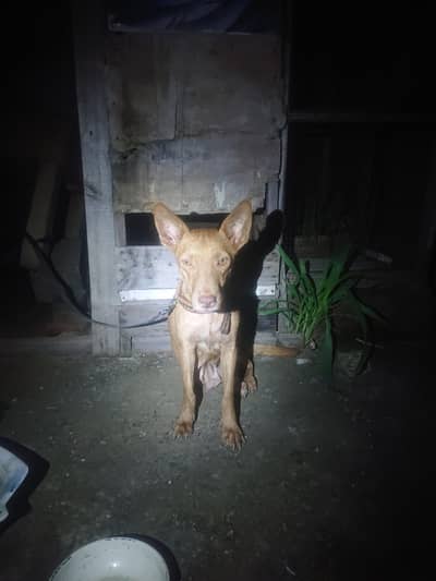 female dog
