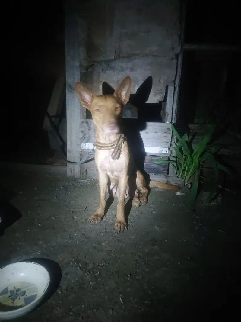 female dog — photo 2