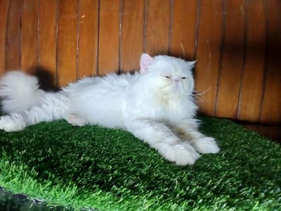 Persian Piki Stud Male For Stud/Meating  Service Only