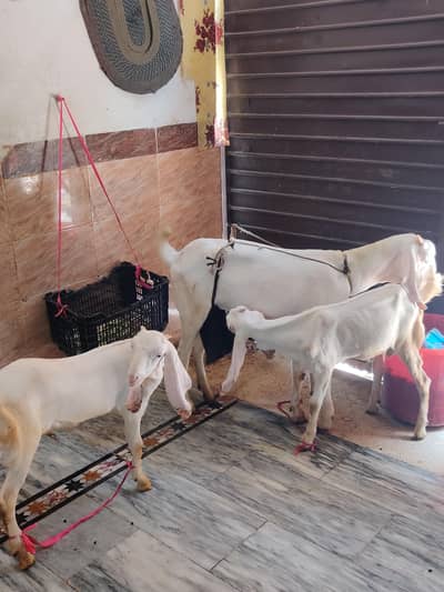 Rajanpuri Female Goat