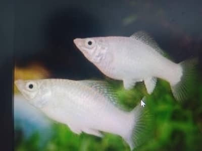 aquarium breeder fishes