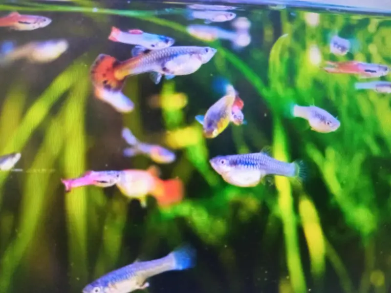 aquarium breeder fishes — photo 2
