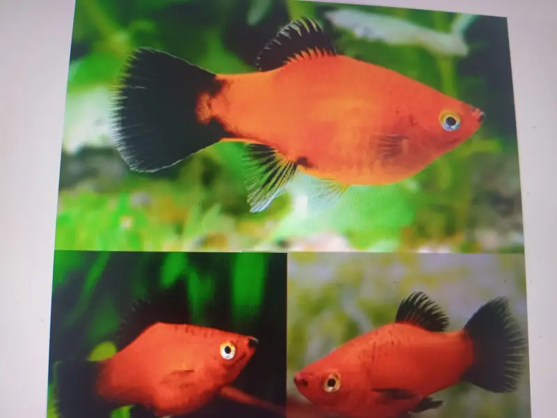 aquarium breeder fishes — photo 3