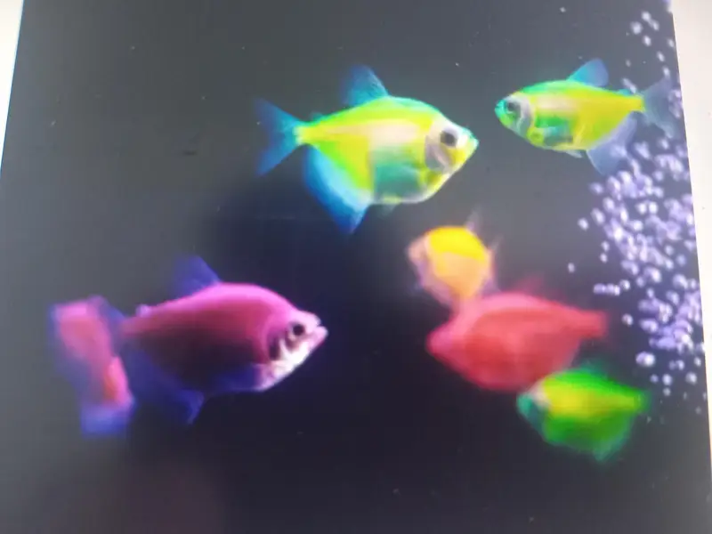 aquarium breeder fishes — photo 4