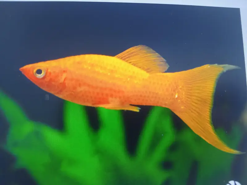 aquarium breeder fishes — photo 5