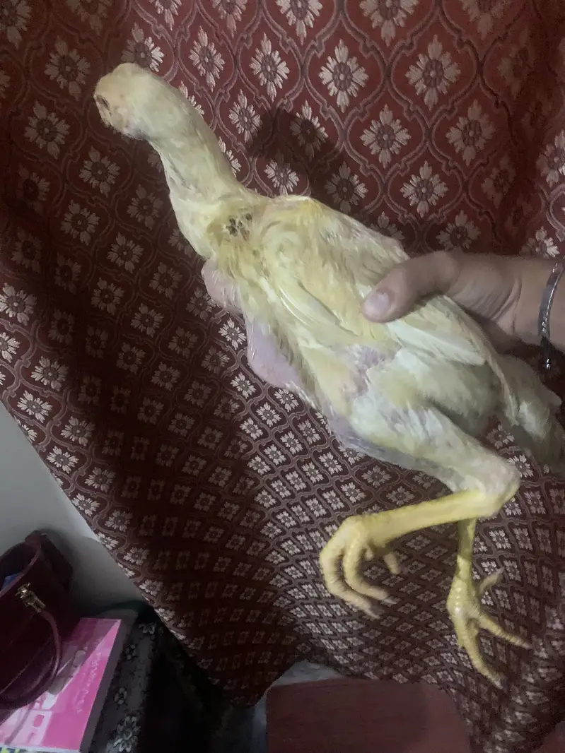 Pure Aseel king size shamooooo — photo 3