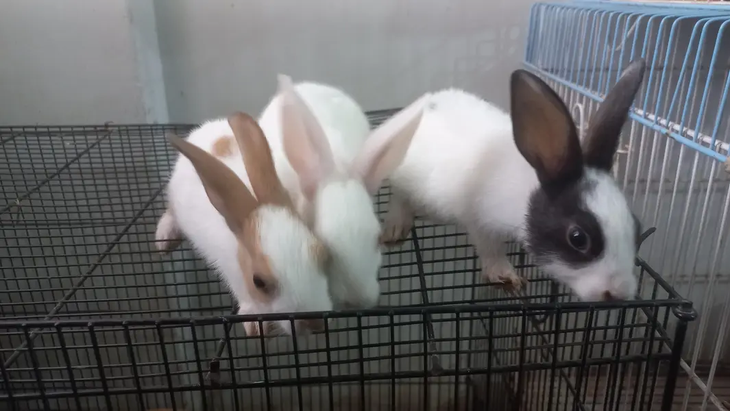 Healthy, Homegrown Rabbit Kits