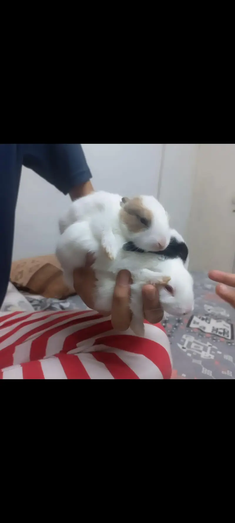 Healthy, Homegrown Rabbit Kits — photo 4