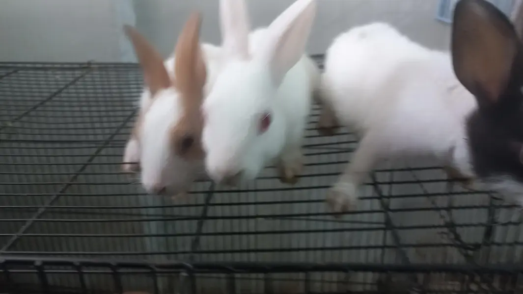 Healthy, Homegrown Rabbit Kits — photo 5