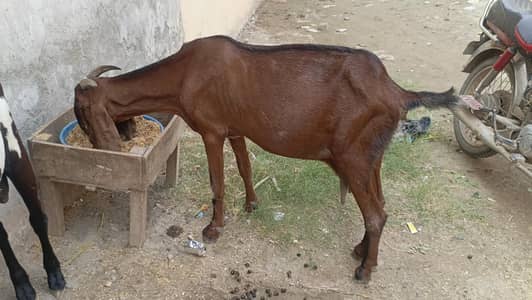 goat for sale arjant sale
