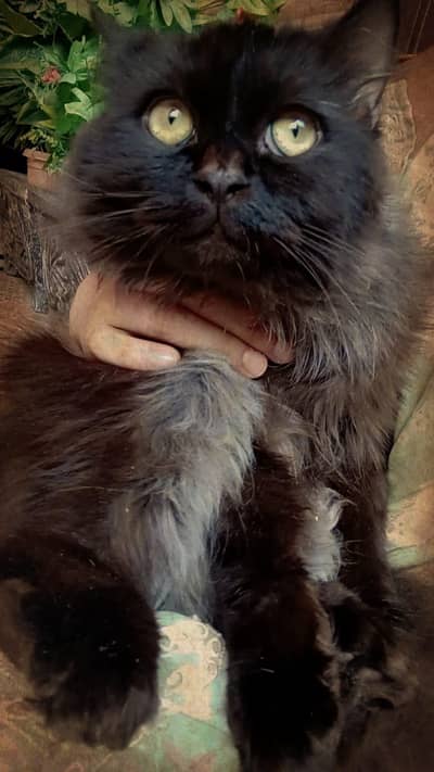 adult triple coat male
