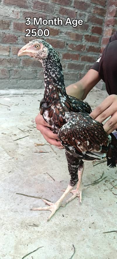 Aseel pathay