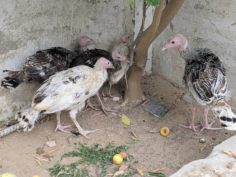 Turkey Chicks 1