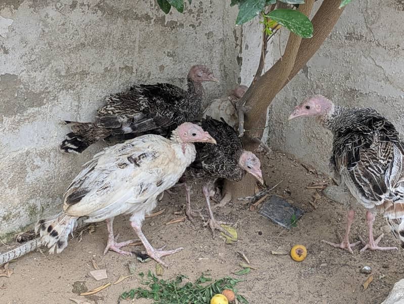 Turkey Chicks 2