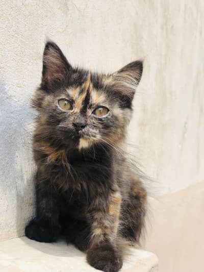 Persian kitten color (Tortoiseshell) Age 4 months