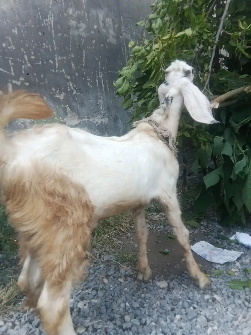 Bakra and bakriya ha manisab pasa ma