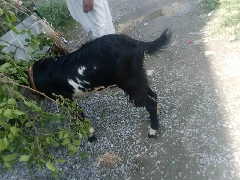 Bakra and bakriya ha manisab pasa ma — photo 2
