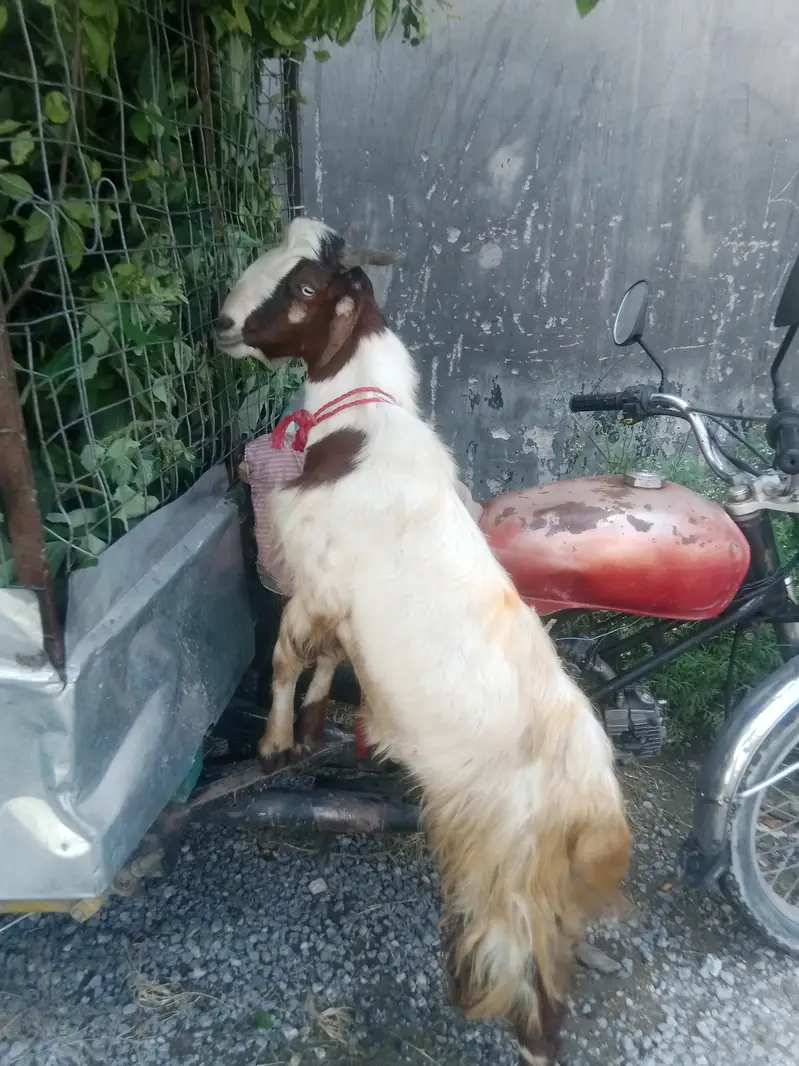 Bakra and bakriya ha manisab pasa ma — photo 3