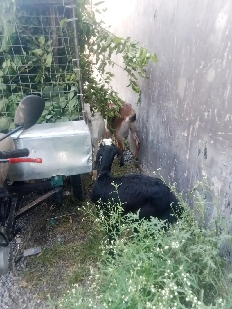 Bakra and bakriya ha manisab pasa ma — photo 5