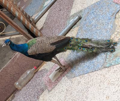 Blue / Black Shoulder Males