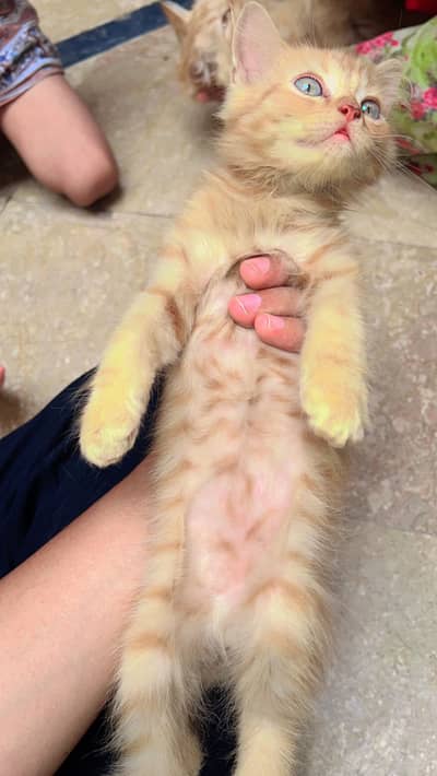 Persian kittens