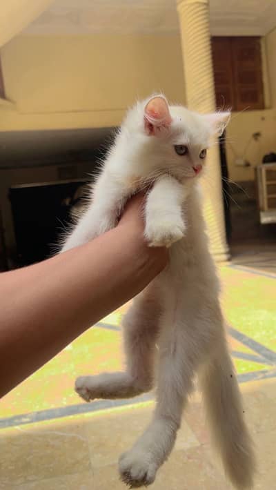 Persian kittens