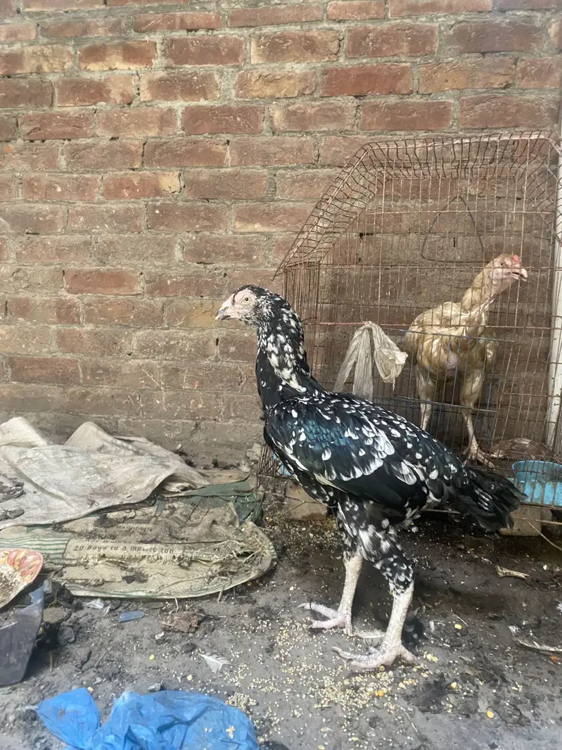 Aseel Murghi — photo 5