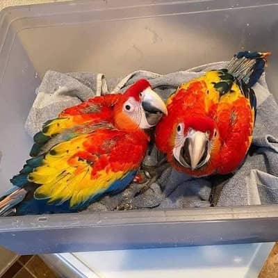 red macaw parrot only WhatsApp 03484327443