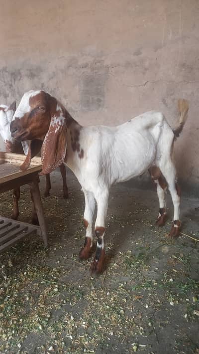 Bakra Goats