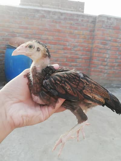 Aseel chicks