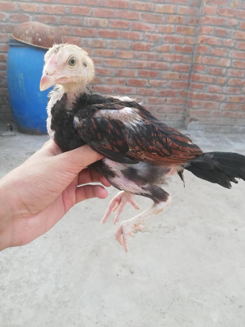 Aseel chicks 1