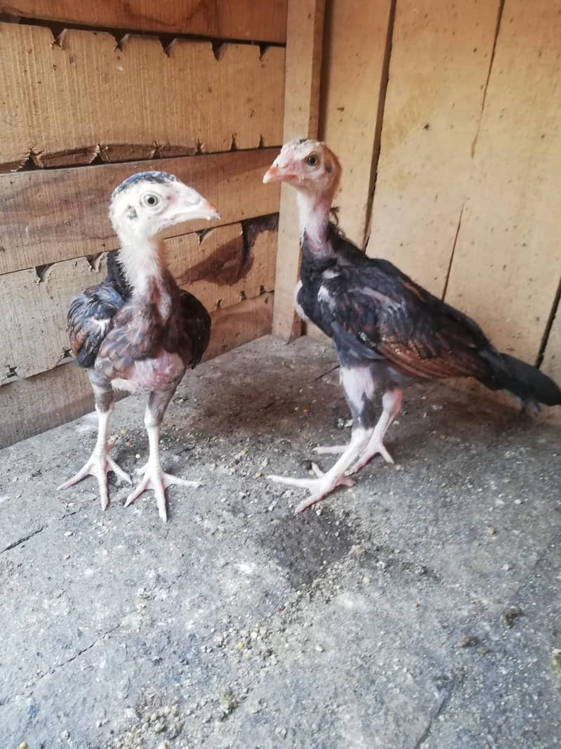 Aseel chicks 2