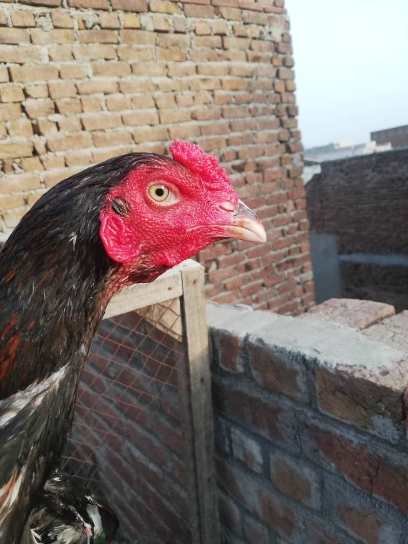 Aseel chicks 3