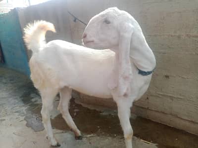 Rajanpori nasal ki Bakri