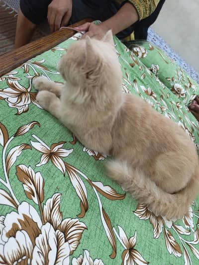 Doll Face Single cot female cat