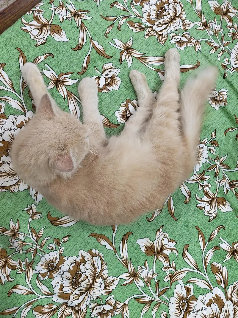 Doll Face Single cot female cat — photo 2