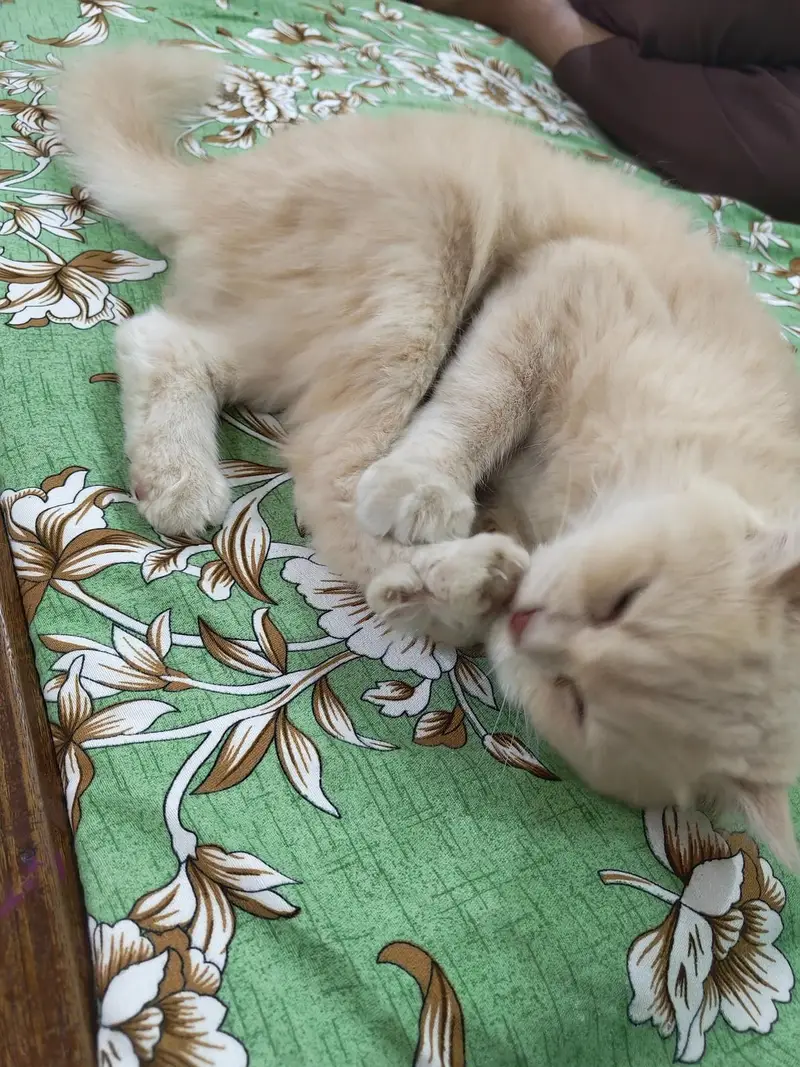 Doll Face Single cot female cat — photo 3