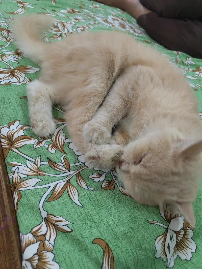 Doll Face Single cot female cat — photo 4