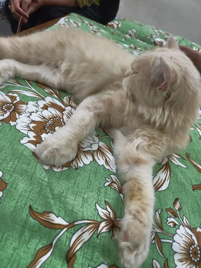 Doll Face Single cot female cat — photo 5